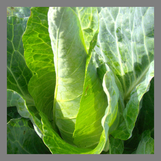 Spitzkohl Filderkraut