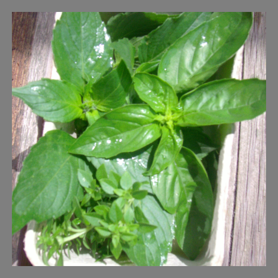 Basilikum