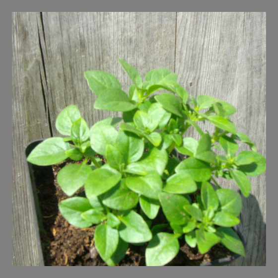 Busch Basilikumpflanze