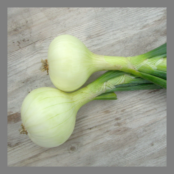 Gemüsezwiebel